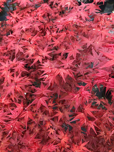 Acer palmatum 'Otome zakura' - mapleridgenursery